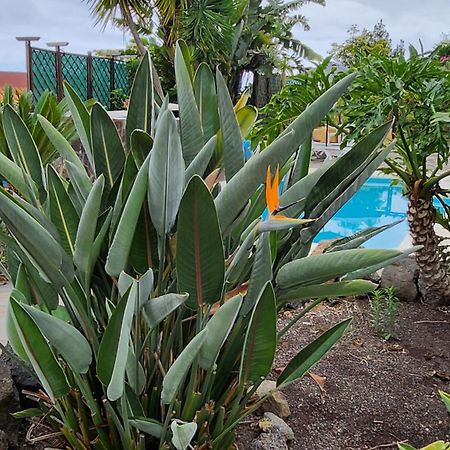 Вілла Oasis Hill Botanical Garden Ікод-де-лос-Вінос Екстер'єр фото