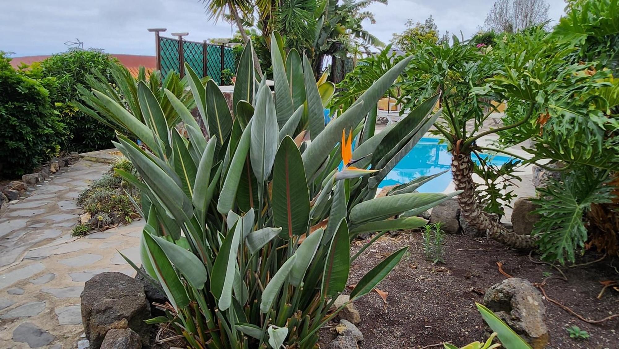Вілла Oasis Hill Botanical Garden Ікод-де-лос-Вінос Екстер'єр фото