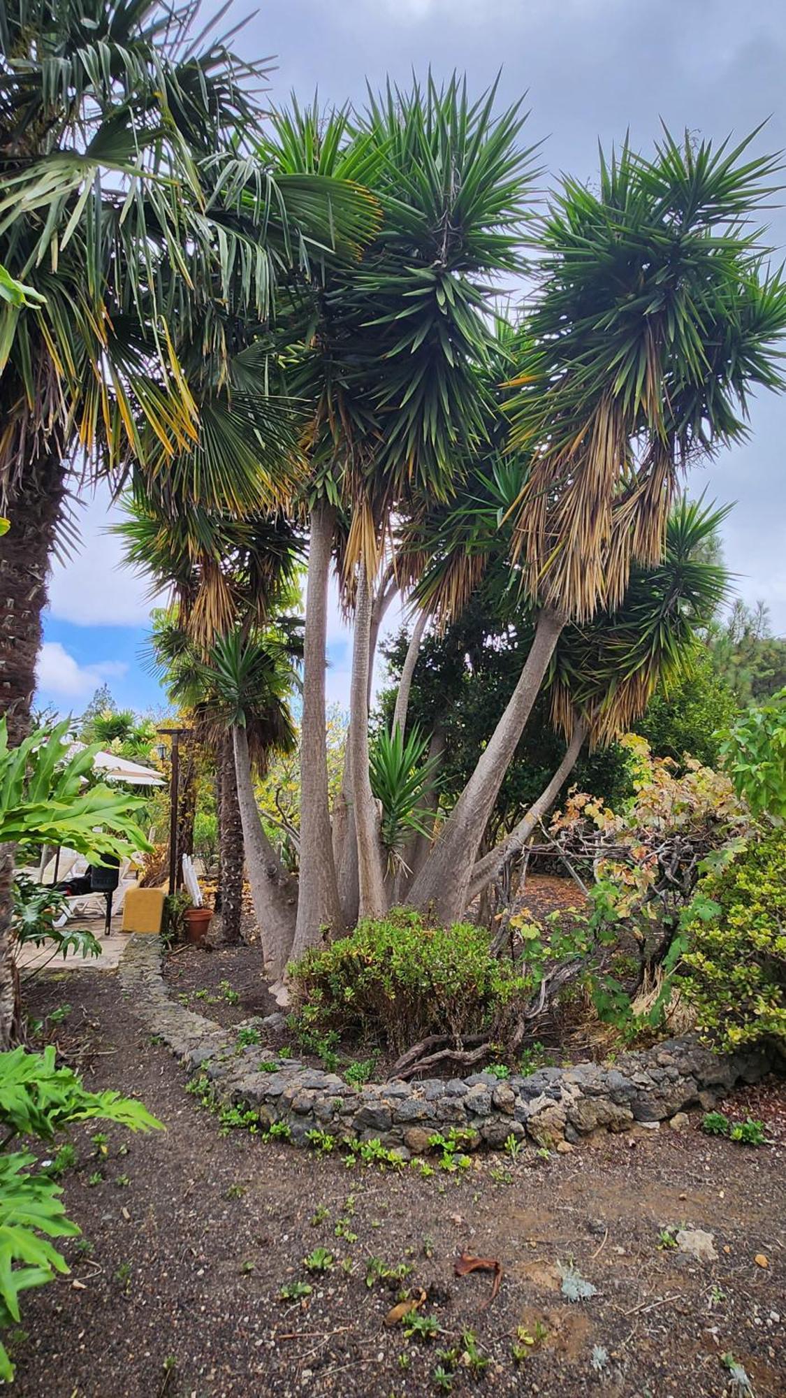 Вілла Oasis Hill Botanical Garden Ікод-де-лос-Вінос Екстер'єр фото