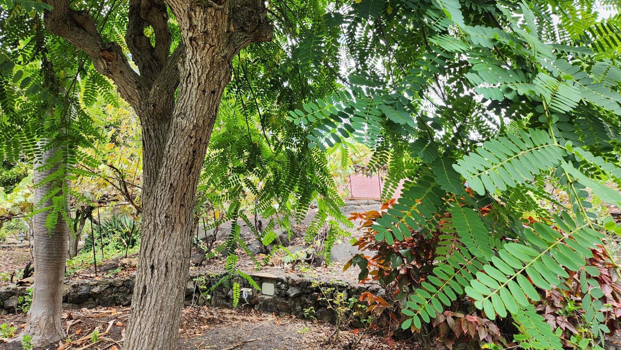 Вілла Oasis Hill Botanical Garden Ікод-де-лос-Вінос Екстер'єр фото