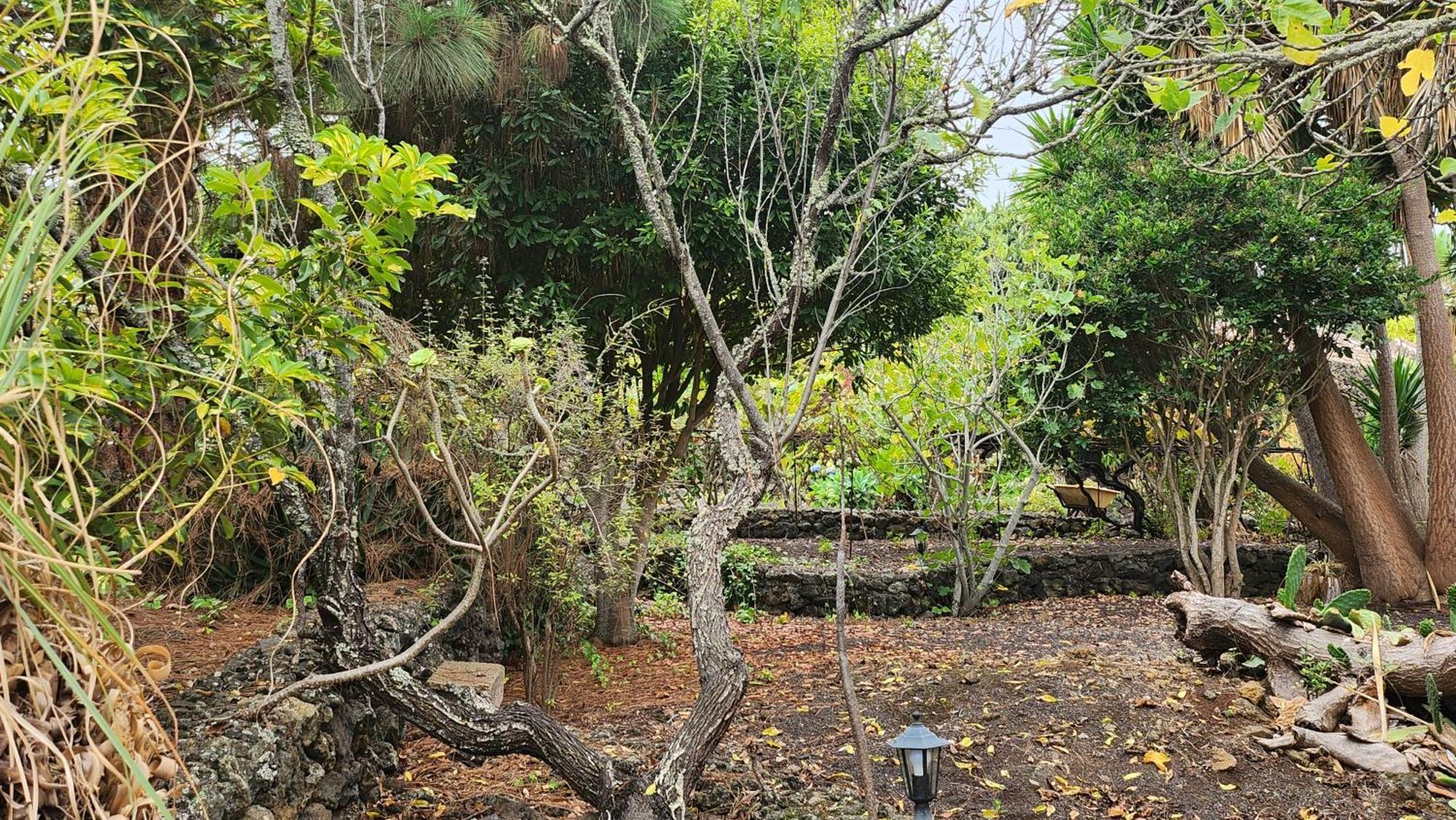 Вілла Oasis Hill Botanical Garden Ікод-де-лос-Вінос Екстер'єр фото