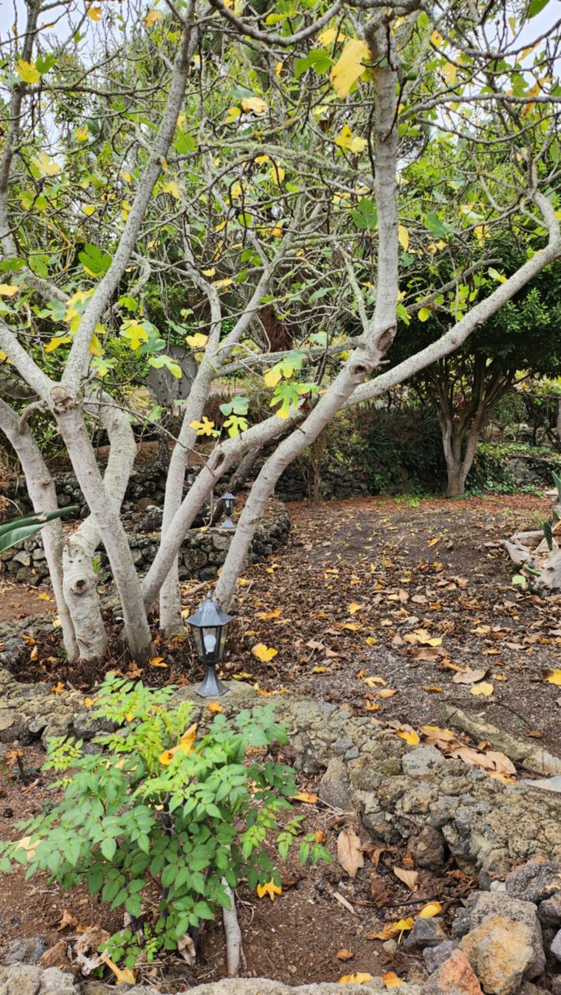 Вілла Oasis Hill Botanical Garden Ікод-де-лос-Вінос Екстер'єр фото