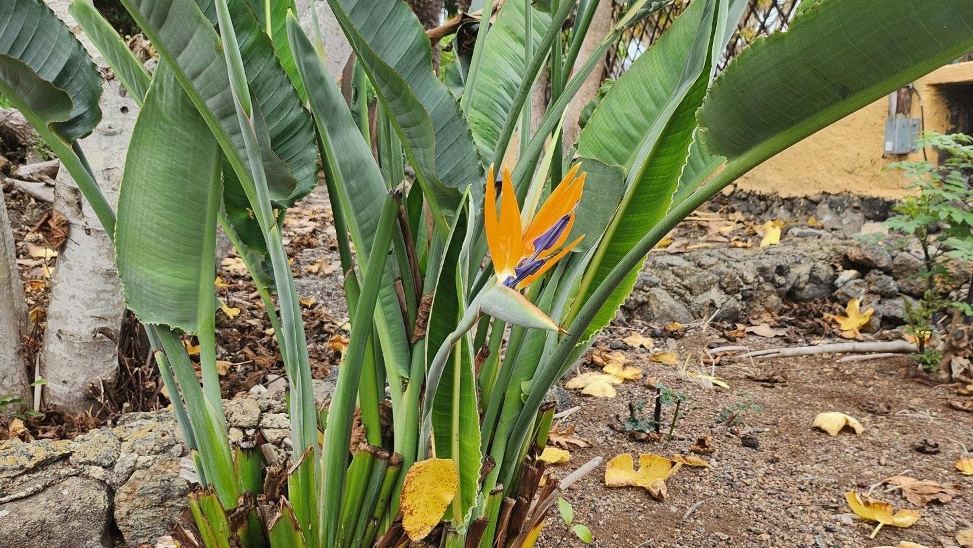 Вілла Oasis Hill Botanical Garden Ікод-де-лос-Вінос Екстер'єр фото