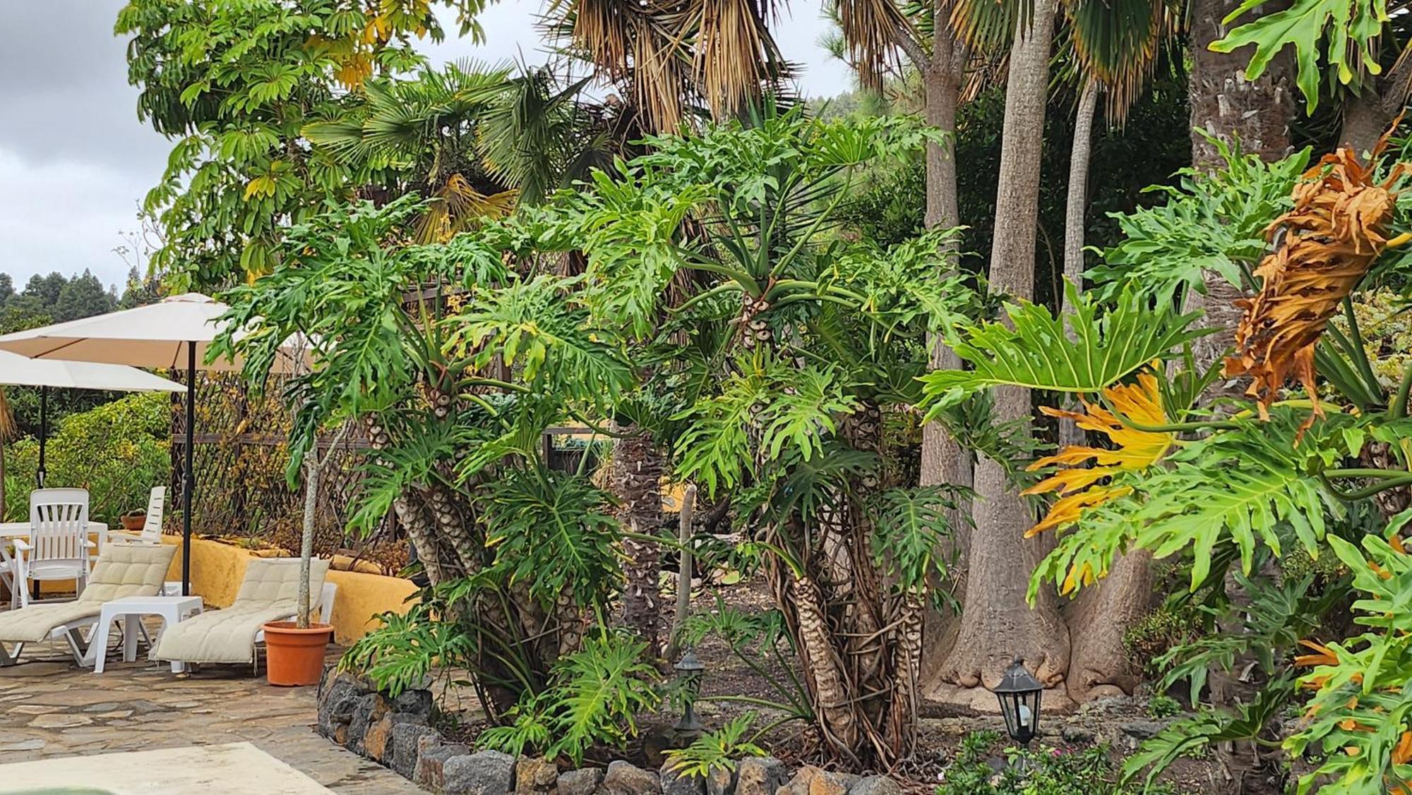 Вілла Oasis Hill Botanical Garden Ікод-де-лос-Вінос Екстер'єр фото