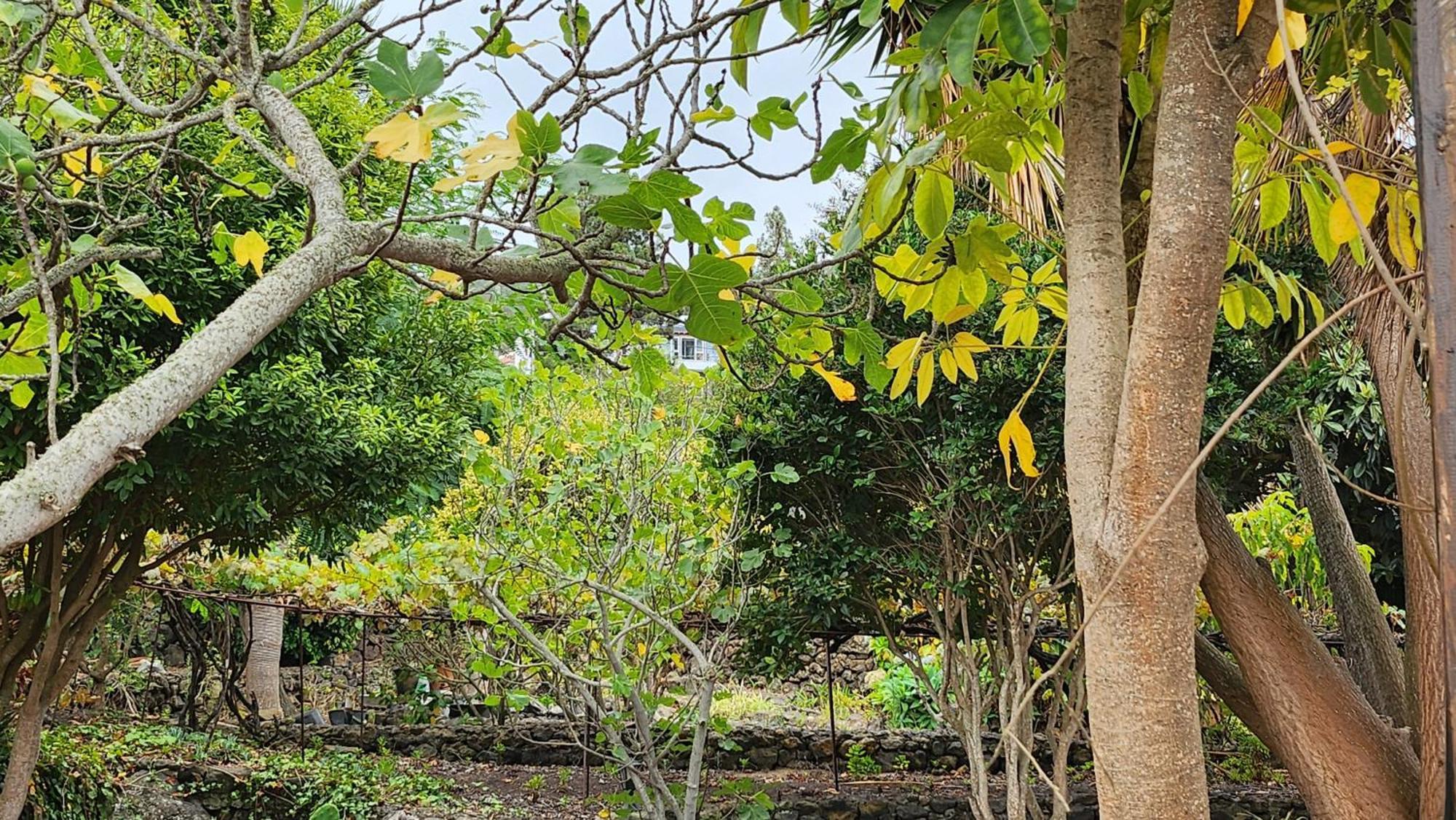 Вілла Oasis Hill Botanical Garden Ікод-де-лос-Вінос Екстер'єр фото