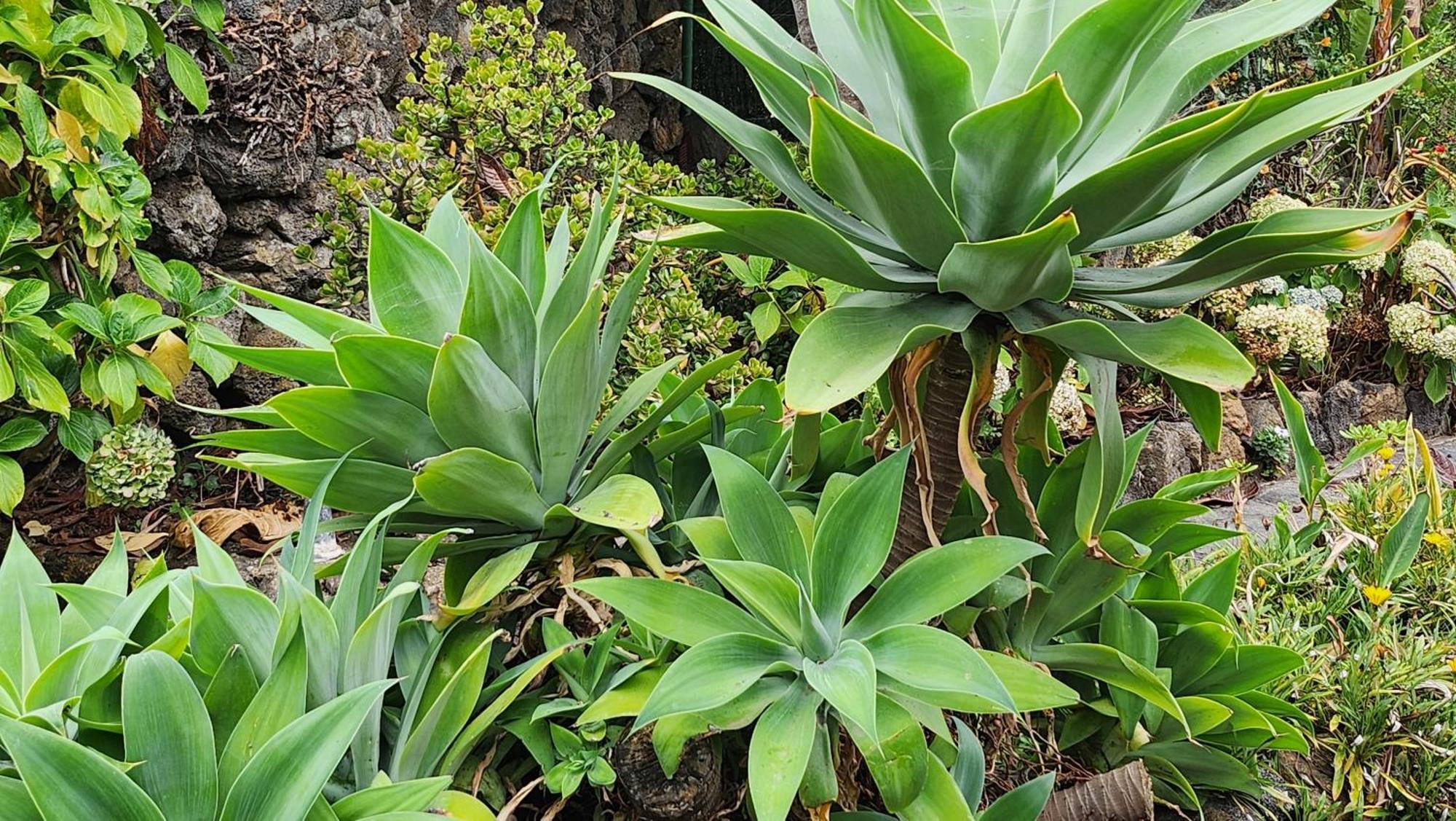 Вілла Oasis Hill Botanical Garden Ікод-де-лос-Вінос Екстер'єр фото