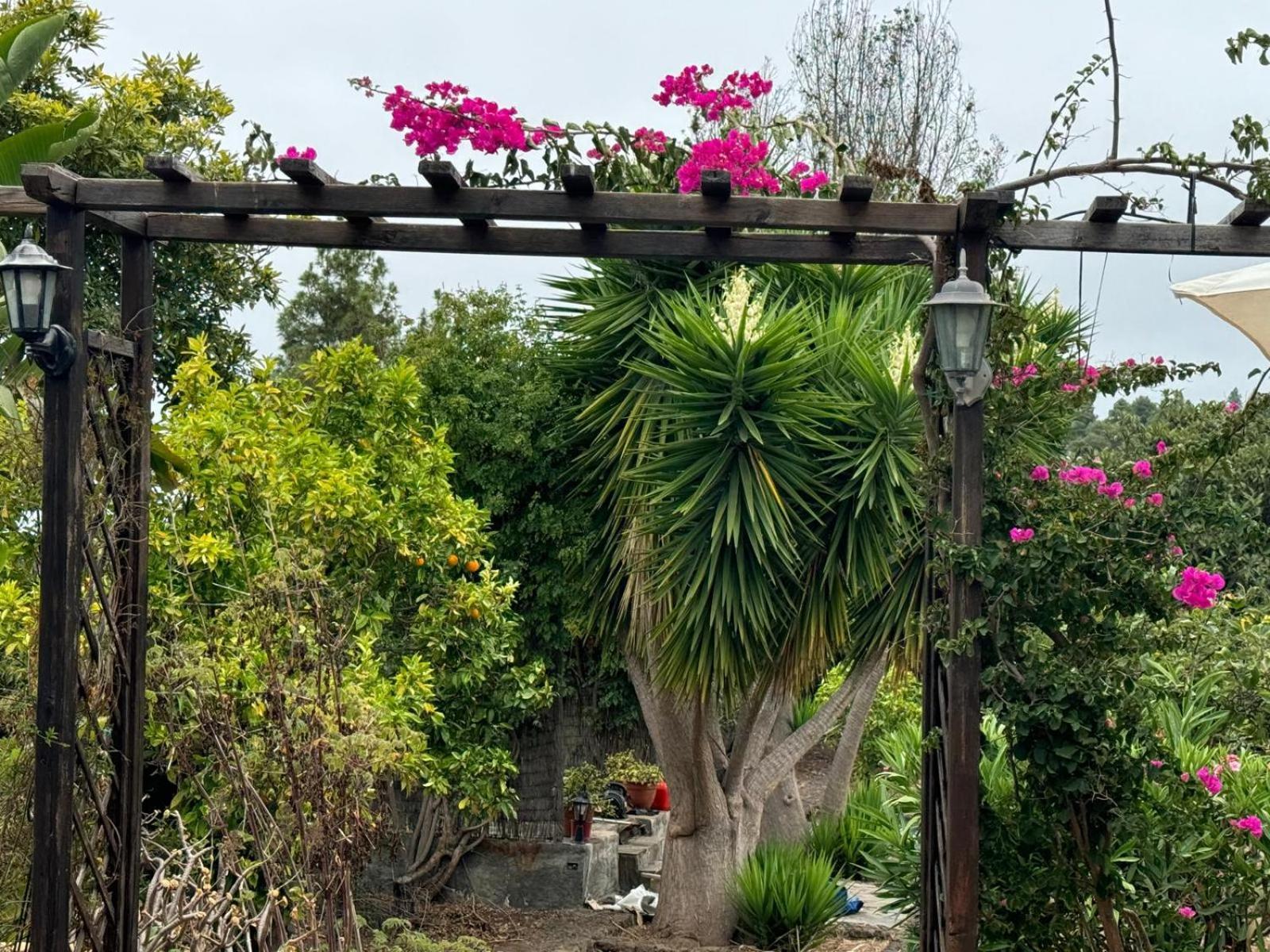 Вілла Oasis Hill Botanical Garden Ікод-де-лос-Вінос Екстер'єр фото