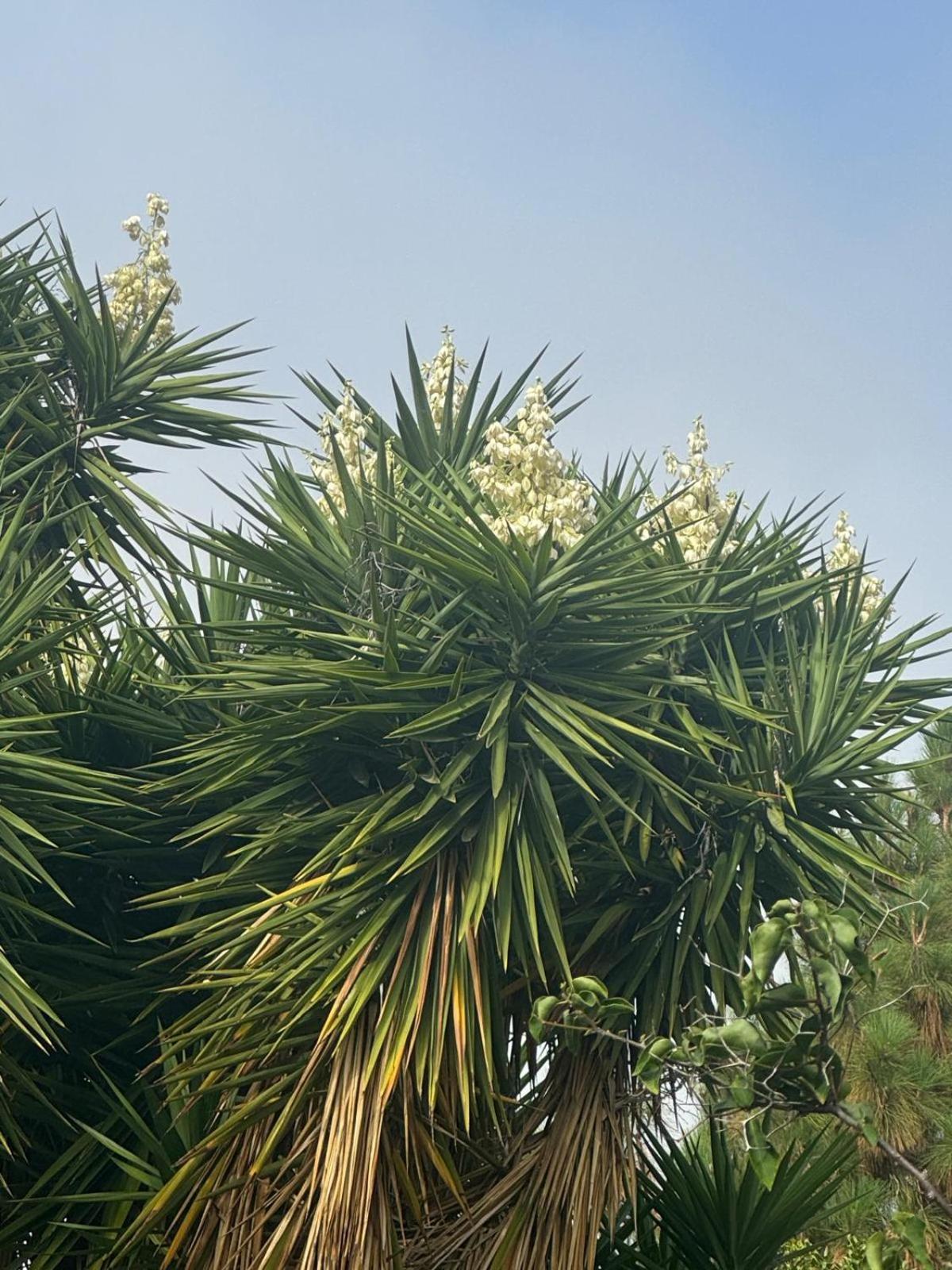 Вілла Oasis Hill Botanical Garden Ікод-де-лос-Вінос Екстер'єр фото