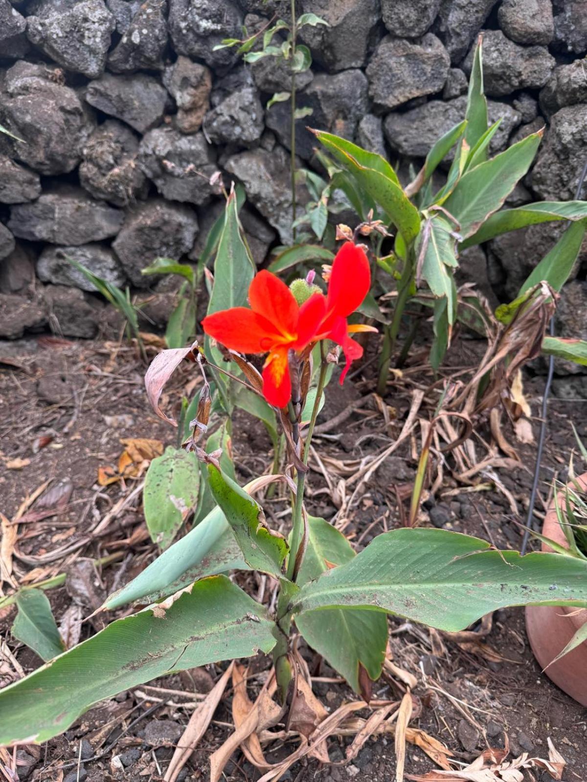 Вілла Oasis Hill Botanical Garden Ікод-де-лос-Вінос Екстер'єр фото
